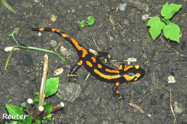 Feuersalamander