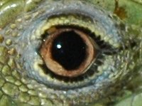 Das Auge von Timon lepidus