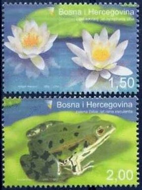 frog from bosnia