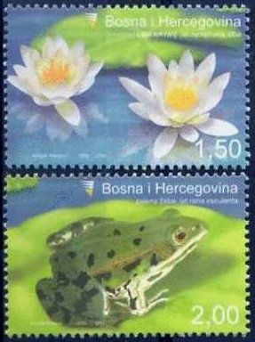 frog from bosnia