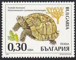 schildkröte