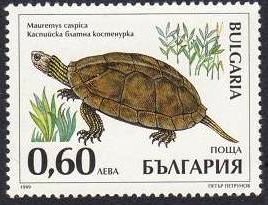 schildkröte