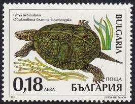 schildkröte