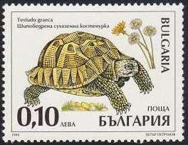 schildkröte