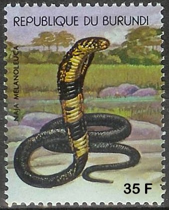 cobra