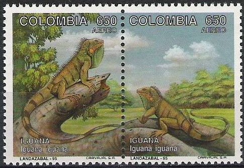 iguana