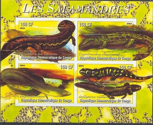 salamander