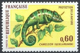 chameleon