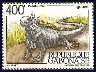 iguana