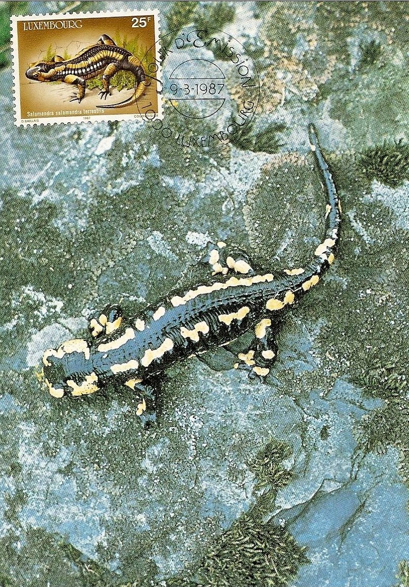 salamandra