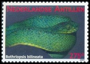 korallenschlange erythrolamprus aesculapii 420 mexican 