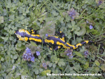 Feuersalamander (Salamandra salamandra terestes)(Germany)