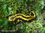 Feuersalamander (Salamandra salamandra tereates)(Germany)