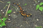 Feuersalamander (Salamandra salamandra terestes)(Germany)