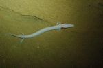Grottenolm (Proteus anguinus)